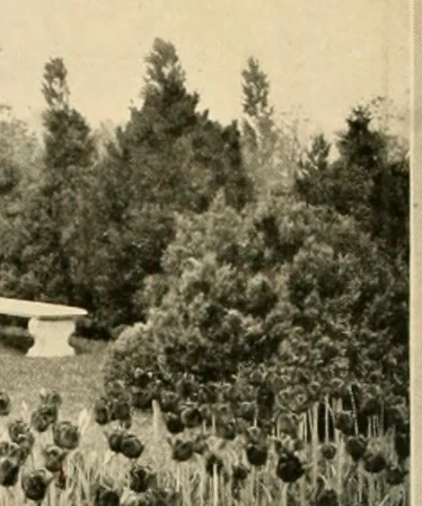 An illustration from House & garden's book of gardens; containing over four hundred illustrations of special flower types, plans and suggestions for landscape work, a complete gardener's calendar of the year's activities, planting and spraying tables, and a portfolio of beautiful gardens in varied sections of the United States and foreign countries, 1921, leaf 21
