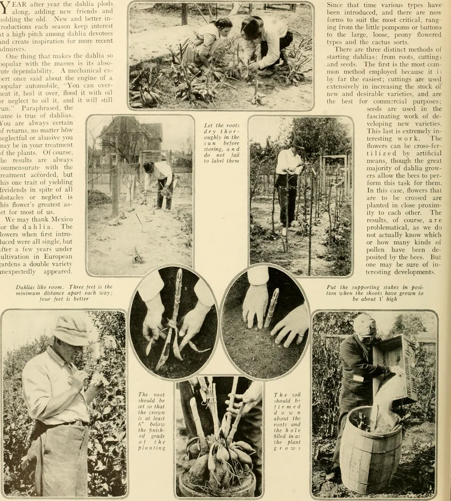 An illustration from House & garden's book of gardens; containing over four hundred illustrations of special flower types, plans and suggestions for landscape work, a complete gardener's calendar of the year's activities, planting and spraying tables, and a portfolio of beautiful gardens in varied sections of the United States and foreign countries, 1921, leaf 23