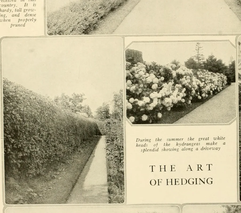 An illustration from House & garden's book of gardens; containing over four hundred illustrations of special flower types, plans and suggestions for landscape work, a complete gardener's calendar of the year's activities, planting and spraying tables, and a portfolio of beautiful gardens in varied sections of the United States and foreign countries, 1921, leaf 27