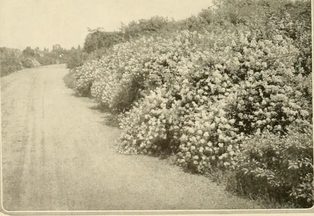 An illustration from House & garden's book of gardens; containing over four hundred illustrations of special flower types, plans and suggestions for landscape work, a complete gardener's calendar of the year's activities, planting and spraying tables, and a portfolio of beautiful gardens in varied sections of the United States and foreign countries, 1921, leaf 27
