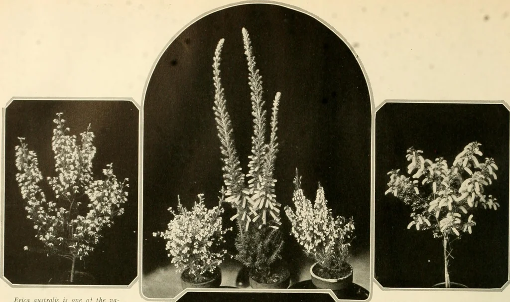 An illustration from House & garden's book of gardens; containing over four hundred illustrations of special flower types, plans and suggestions for landscape work, a complete gardener's calendar of the year's activities, planting and spraying tables, and a portfolio of beautiful gardens in varied sections of the United States and foreign countries, 1921, leaf 29