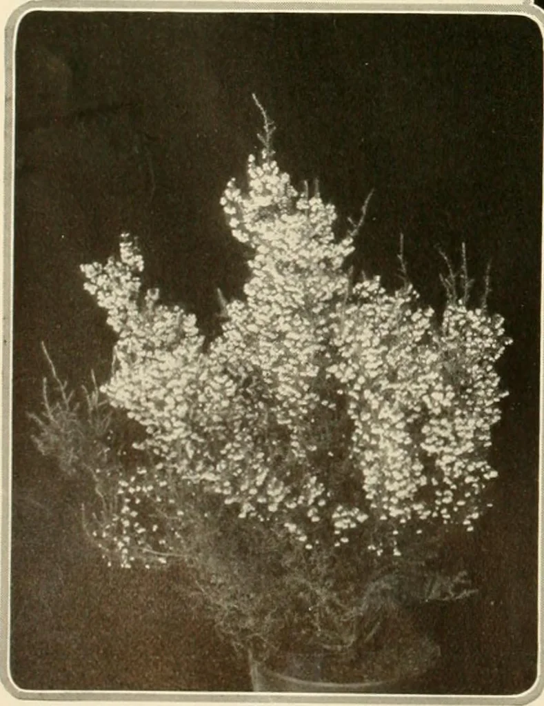 An illustration from House & garden's book of gardens; containing over four hundred illustrations of special flower types, plans and suggestions for landscape work, a complete gardener's calendar of the year's activities, planting and spraying tables, and a portfolio of beautiful gardens in varied sections of the United States and foreign countries, 1921, leaf 29
