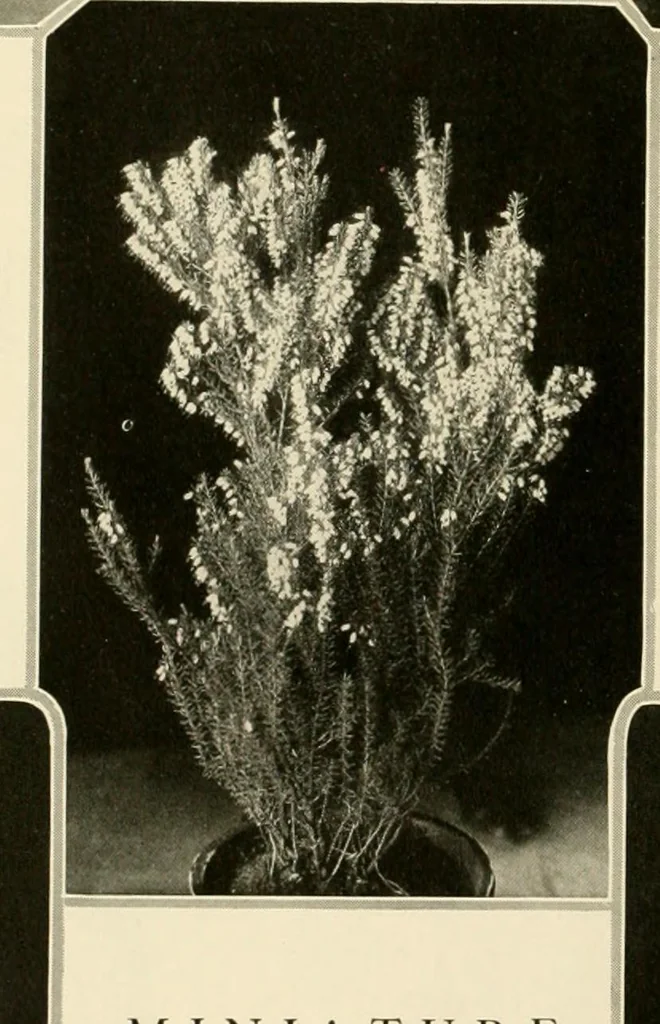 An illustration from House & garden's book of gardens; containing over four hundred illustrations of special flower types, plans and suggestions for landscape work, a complete gardener's calendar of the year's activities, planting and spraying tables, and a portfolio of beautiful gardens in varied sections of the United States and foreign countries, 1921, leaf 29