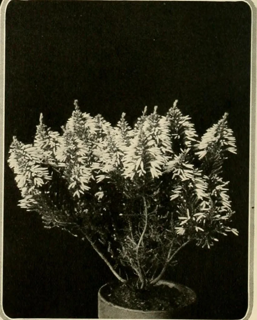 An illustration from House & garden's book of gardens; containing over four hundred illustrations of special flower types, plans and suggestions for landscape work, a complete gardener's calendar of the year's activities, planting and spraying tables, and a portfolio of beautiful gardens in varied sections of the United States and foreign countries, 1921, leaf 29
