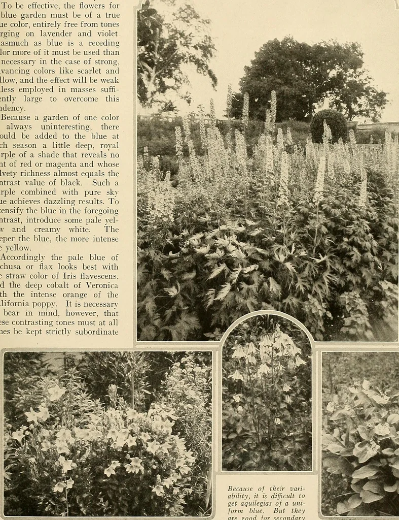 An illustration from House & garden's book of gardens; containing over four hundred illustrations of special flower types, plans and suggestions for landscape work, a complete gardener's calendar of the year's activities, planting and spraying tables, and a portfolio of beautiful gardens in varied sections of the United States and foreign countries, 1921, leaf 32
