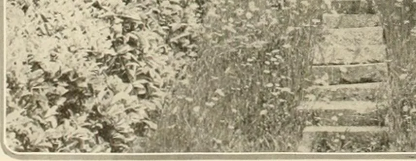 An illustration from House & garden's book of gardens; containing over four hundred illustrations of special flower types, plans and suggestions for landscape work, a complete gardener's calendar of the year's activities, planting and spraying tables, and a portfolio of beautiful gardens in varied sections of the United States and foreign countries, 1921, leaf 75