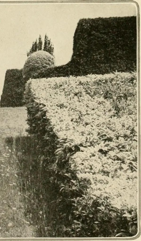 An illustration from House & garden's book of gardens; containing over four hundred illustrations of special flower types, plans and suggestions for landscape work, a complete gardener's calendar of the year's activities, planting and spraying tables, and a portfolio of beautiful gardens in varied sections of the United States and foreign countries, 1921, leaf 75