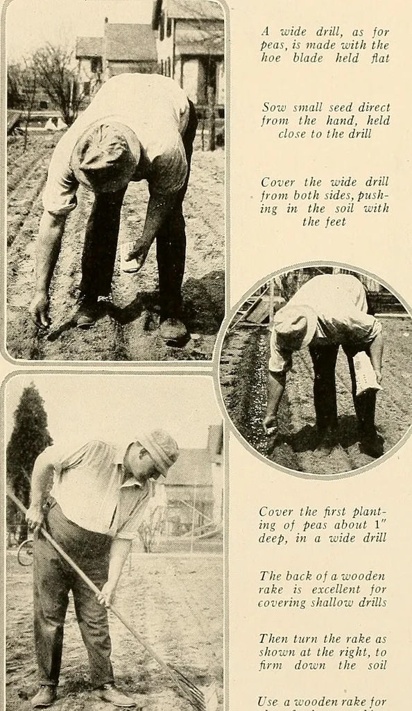 An illustration from House & garden's book of gardens; containing over four hundred illustrations of special flower types, plans and suggestions for landscape work, a complete gardener's calendar of the year's activities, planting and spraying tables, and a portfolio of beautiful gardens in varied sections of the United States and foreign countries, 1921, leaf 98