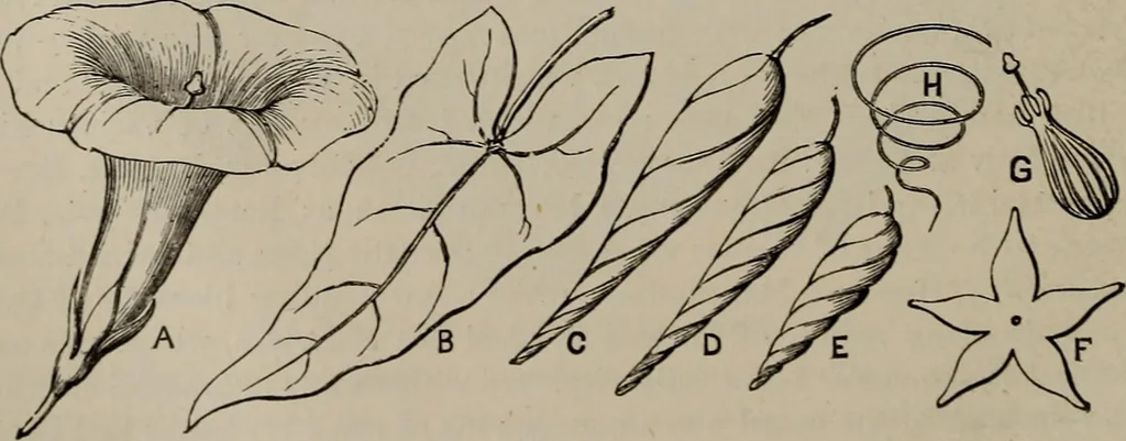 An illustration from Household elegancies : suggestions in household art and tasteful home decorations, 1876, leaf 123