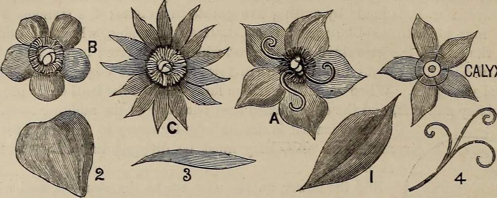 An illustration from Household elegancies : suggestions in household art and tasteful home decorations, 1876, leaf 125
