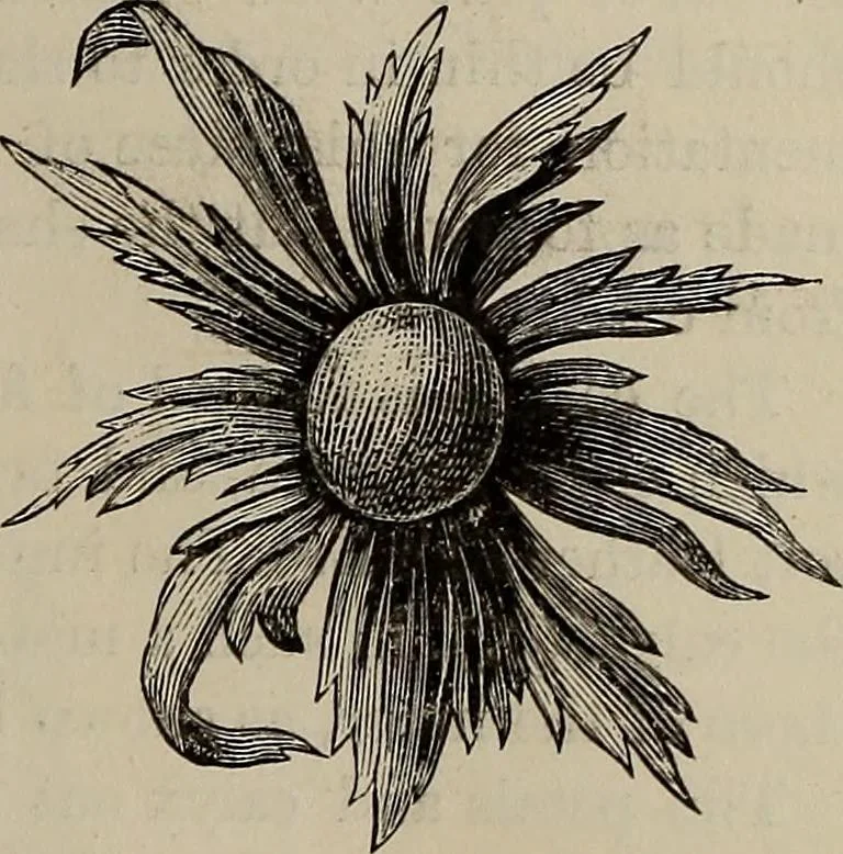 An illustration from Household elegancies : suggestions in household art and tasteful home decorations, 1876, leaf 126