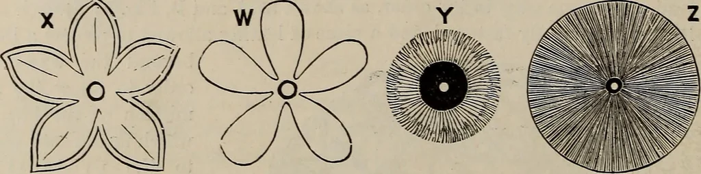 An illustration from Household elegancies : suggestions in household art and tasteful home decorations, 1876, leaf 127