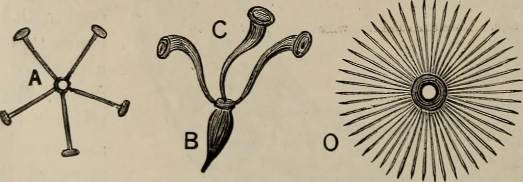 An illustration from Household elegancies : suggestions in household art and tasteful home decorations, 1876, leaf 127