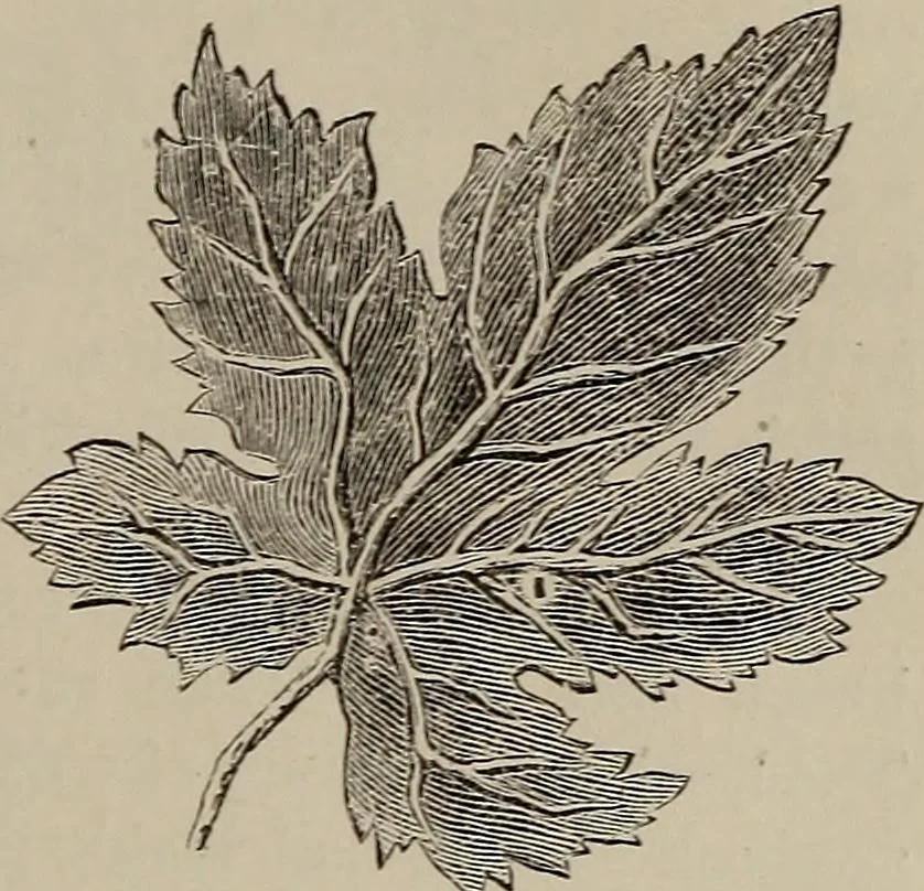 An illustration from Household elegancies : suggestions in household art and tasteful home decorations, 1876, leaf 132