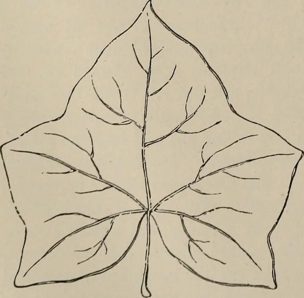 An illustration from Household elegancies : suggestions in household art and tasteful home decorations, 1876, leaf 133