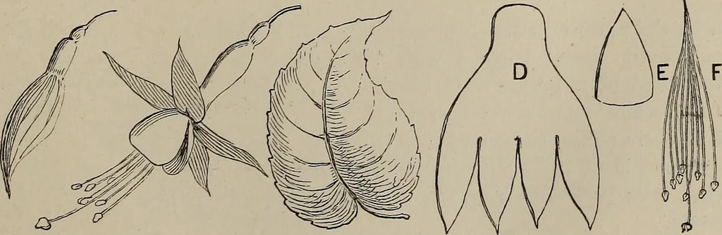An illustration from Household elegancies : suggestions in household art and tasteful home decorations, 1876, leaf 134