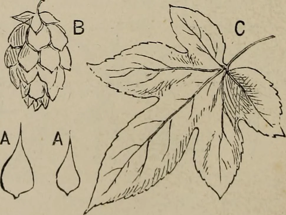 An illustration from Household elegancies : suggestions in household art and tasteful home decorations, 1876, leaf 135