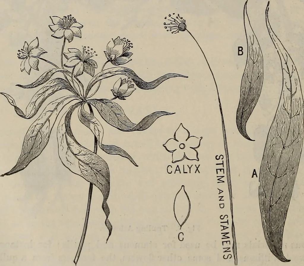An illustration from Household elegancies : suggestions in household art and tasteful home decorations, 1876, leaf 189