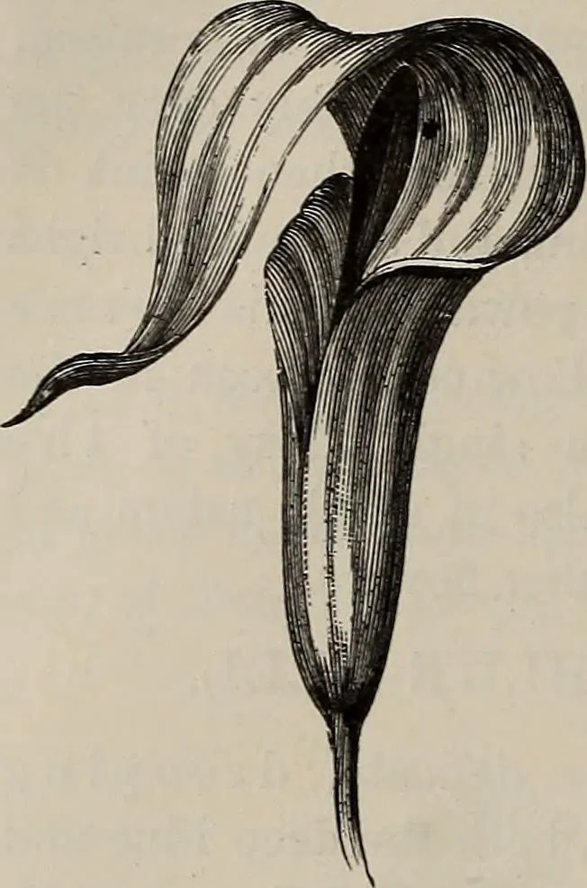An illustration from Household elegancies : suggestions in household art and tasteful home decorations, 1876, leaf 191
