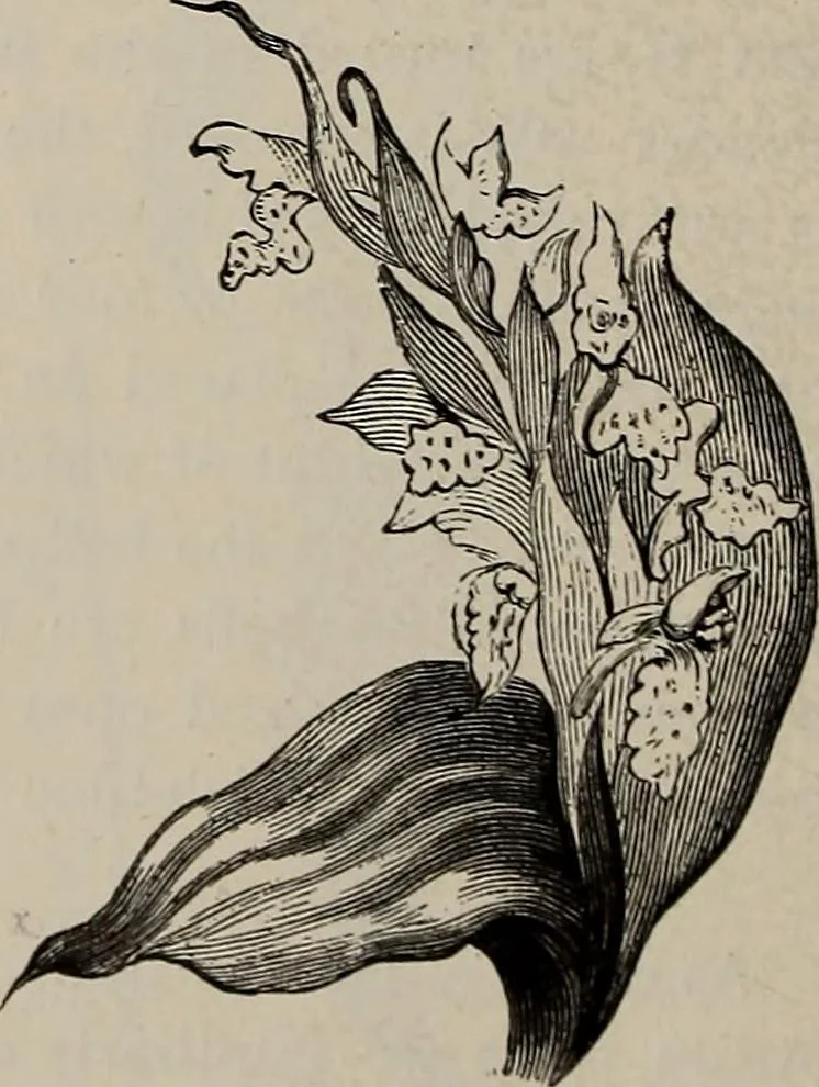 An illustration from Household elegancies : suggestions in household art and tasteful home decorations, 1876, leaf 191