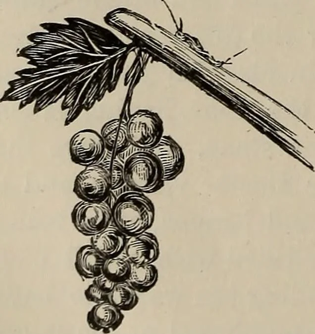 An illustration from Household elegancies : suggestions in household art and tasteful home decorations, 1876, leaf 199