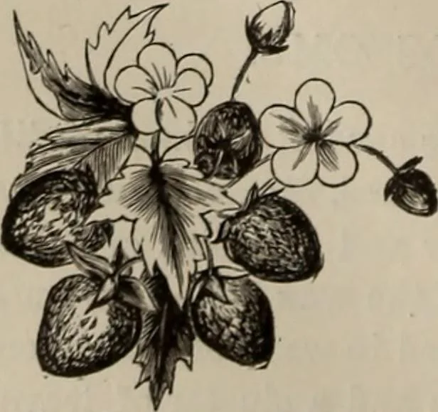 An illustration from Household elegancies : suggestions in household art and tasteful home decorations, 1876, leaf 203