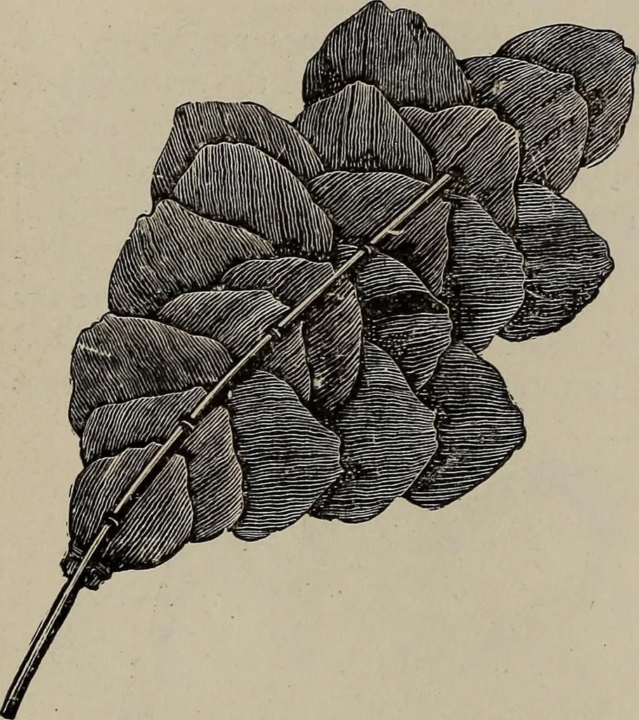 An illustration from Household elegancies : suggestions in household art and tasteful home decorations, 1876, leaf 222