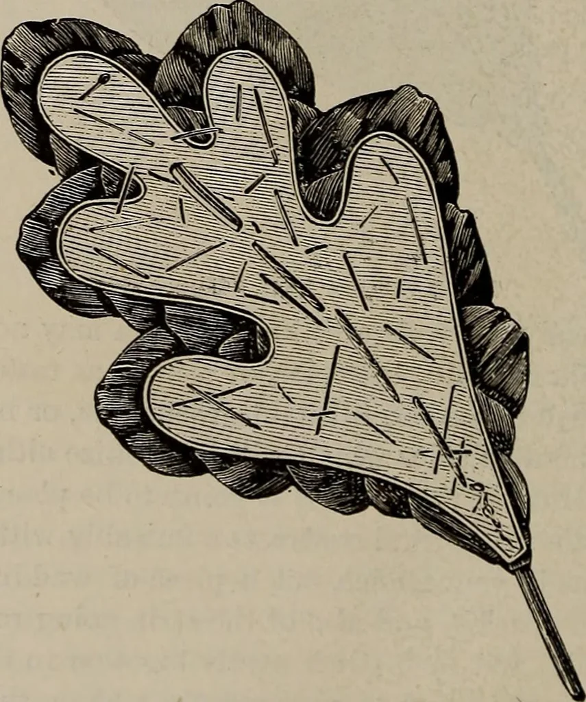 An illustration from Household elegancies : suggestions in household art and tasteful home decorations, 1876, leaf 223