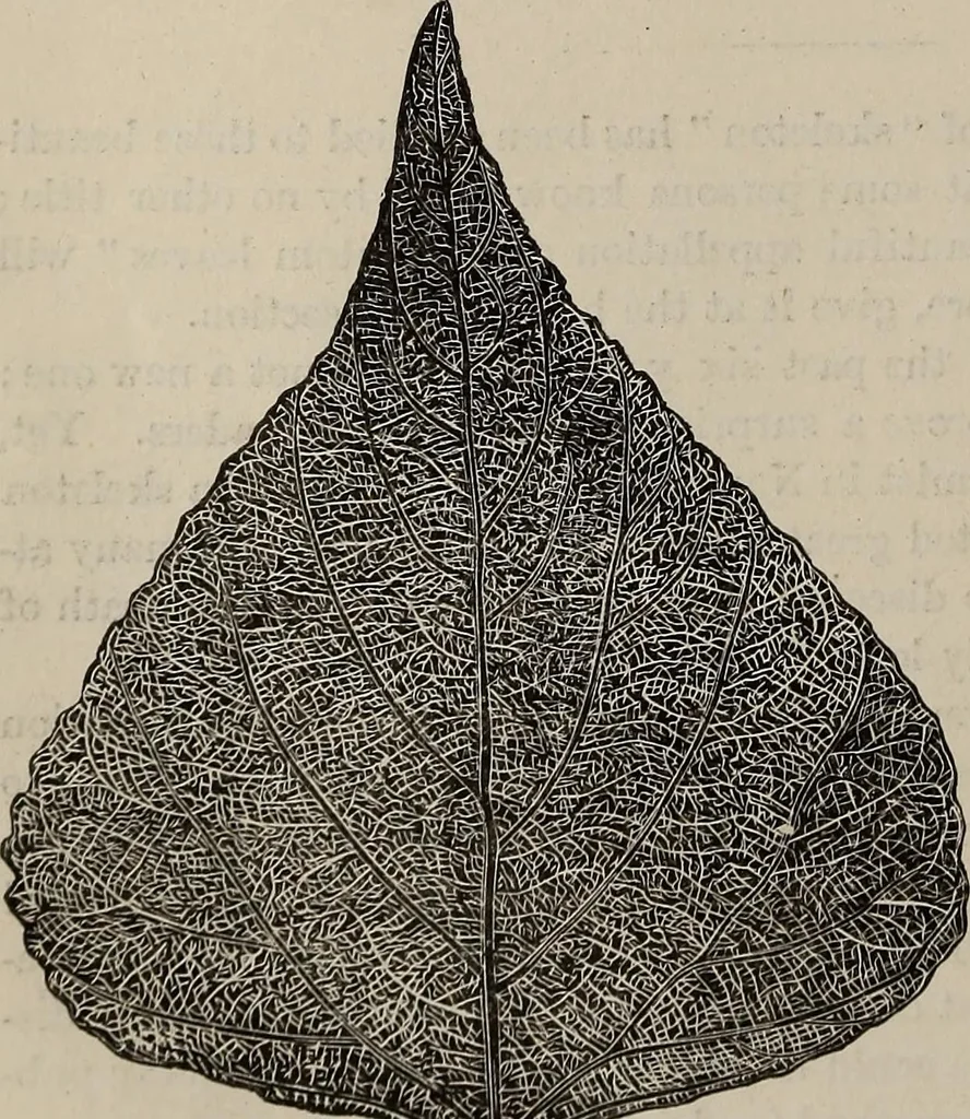 An illustration from Household elegancies : suggestions in household art and tasteful home decorations, 1876, leaf 33