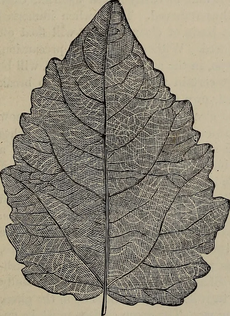 An illustration from Household elegancies : suggestions in household art and tasteful home decorations, 1876, leaf 34