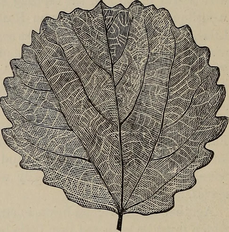 An illustration from Household elegancies : suggestions in household art and tasteful home decorations, 1876, leaf 35