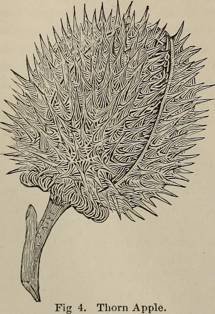 An illustration from Household elegancies : suggestions in household art and tasteful home decorations, 1876, leaf 35