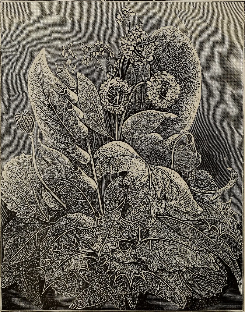 An illustration from Household elegancies : suggestions in household art and tasteful home decorations, 1876, leaf 37