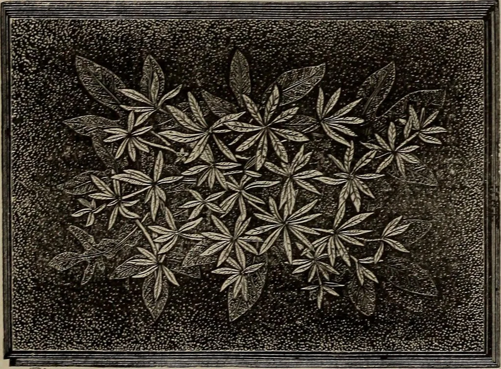 An illustration from Household elegancies : suggestions in household art and tasteful home decorations, 1876, leaf 80