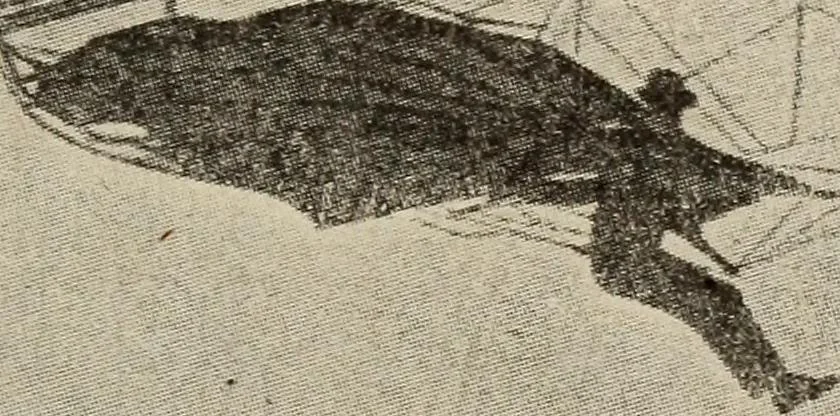 An illustration from How it flies;, 1910, leaf 246