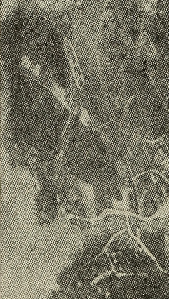 An illustration from How it flies;, 1910, leaf 291
