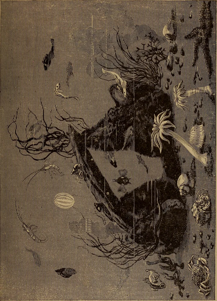 An illustration from How? or, Spare hours made profitable for boys and girls, 1887, leaf 192