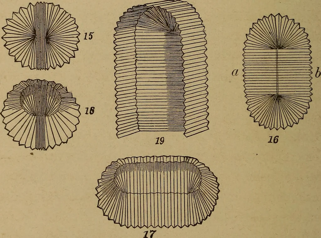An illustration from How? or, Spare hours made profitable for boys and girls, 1887, leaf 335
