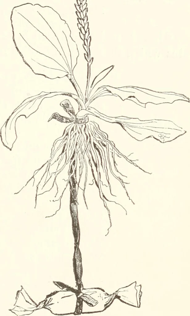 An illustration from How to amuse yourself and others. The American girl's handy book, 1887, leaf 108