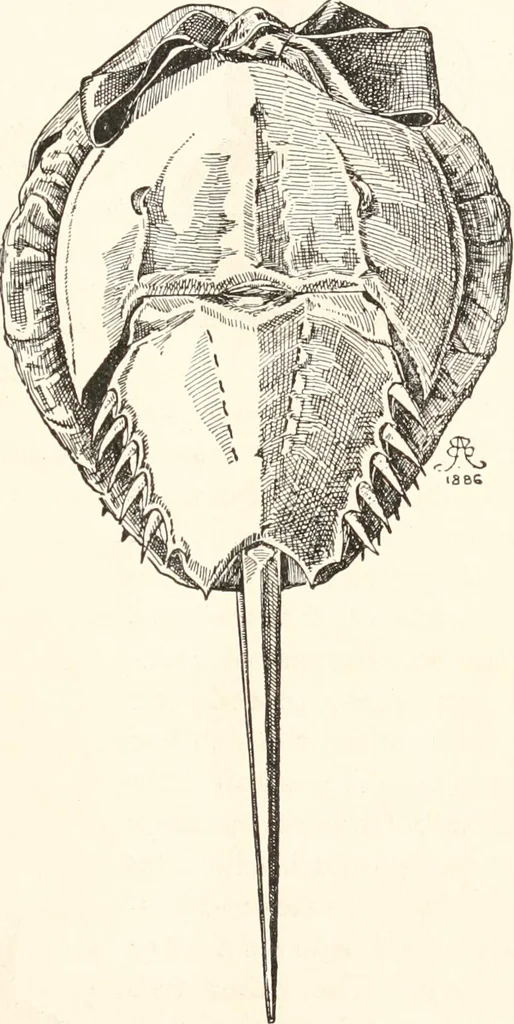 An illustration from How to amuse yourself and others. The American girl's handy book, 1887, leaf 122