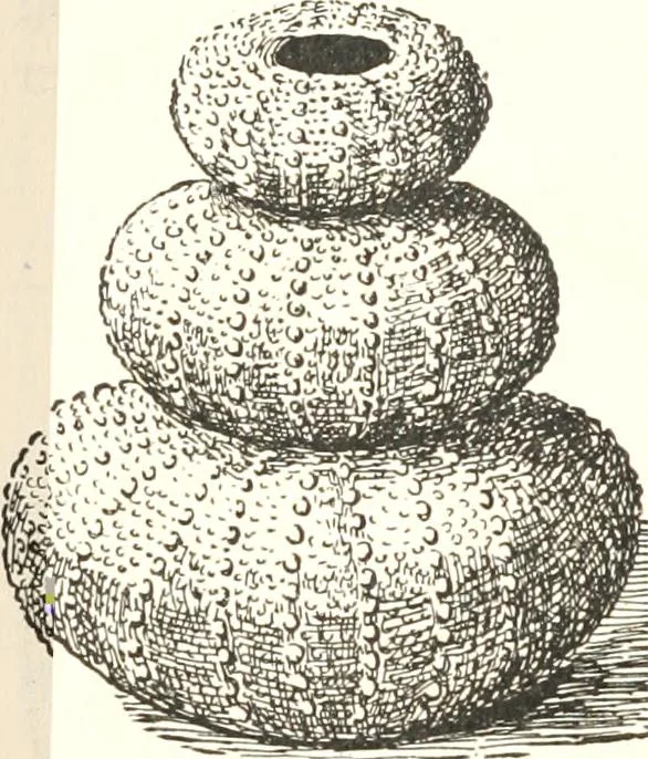 An illustration from How to amuse yourself and others. The American girl's handy book, 1887, leaf 123