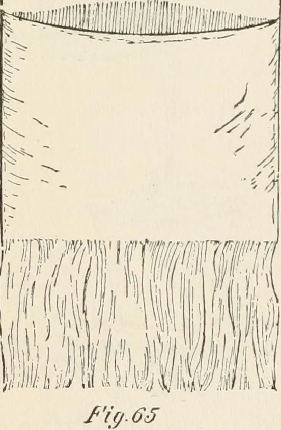 An illustration from How to amuse yourself and others. The American girl's handy book, 1887, leaf 141
