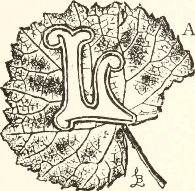 An illustration from How to amuse yourself and others. The American girl's handy book, 1887, leaf 144