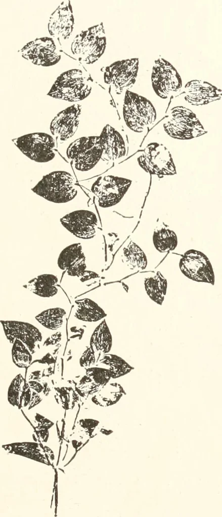 An illustration from How to amuse yourself and others. The American girl's handy book, 1887, leaf 146