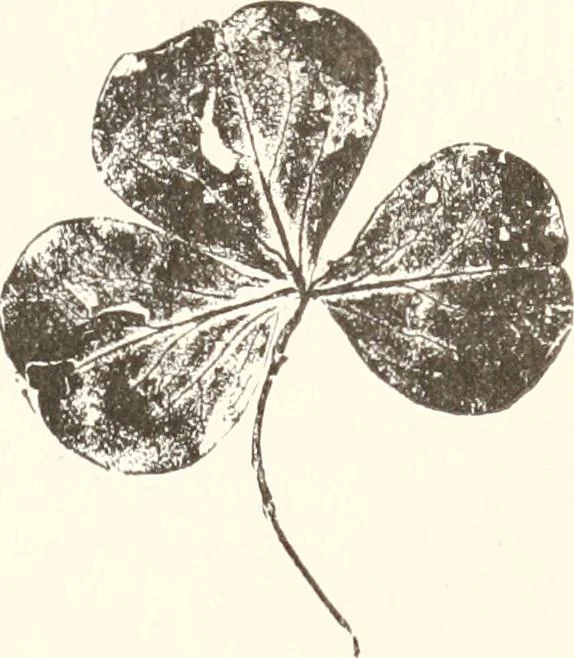 An illustration from How to amuse yourself and others. The American girl's handy book, 1887, leaf 146
