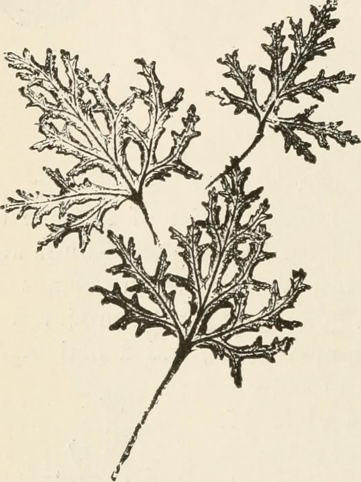 An illustration from How to amuse yourself and others. The American girl's handy book, 1887, leaf 147