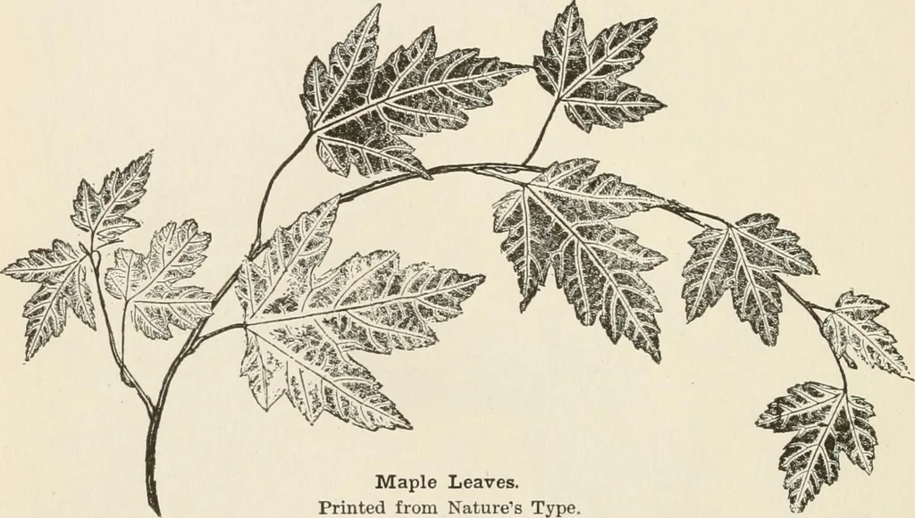 An illustration from How to amuse yourself and others. The American girl's handy book, 1887, leaf 149