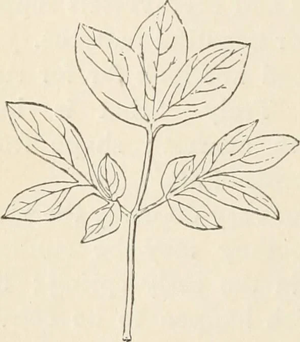 An illustration from How to amuse yourself and others. The American girl's handy book, 1887, leaf 161
