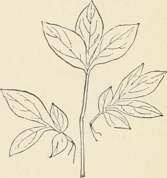 An illustration from How to amuse yourself and others. The American girl's handy book, 1887, leaf 161