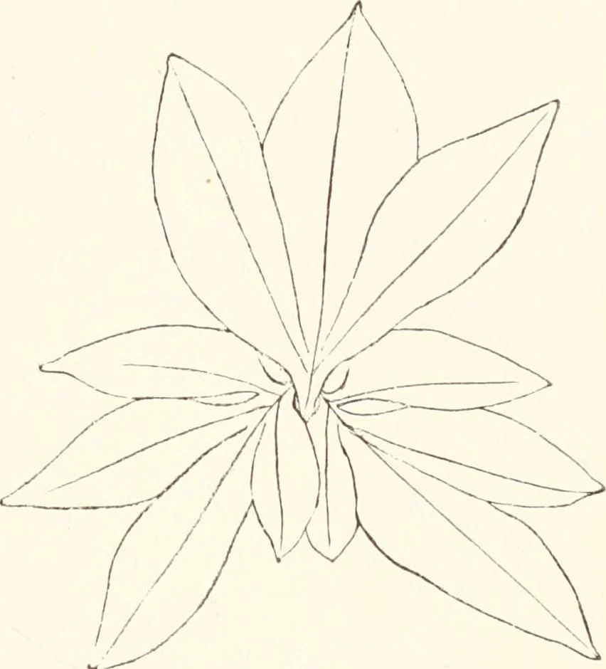 An illustration from How to amuse yourself and others. The American girl's handy book, 1887, leaf 162